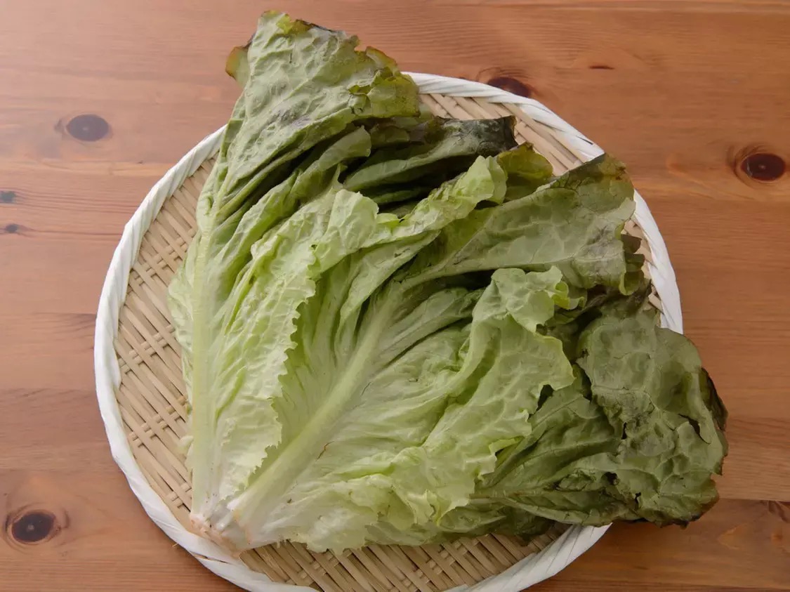 Sunny lettuce サニーレタス